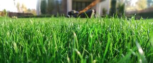 Spring season sunny lawn mowing in the garden. Lawn blur with soft light for background concept: central Oregon bend artificial synlawn turf