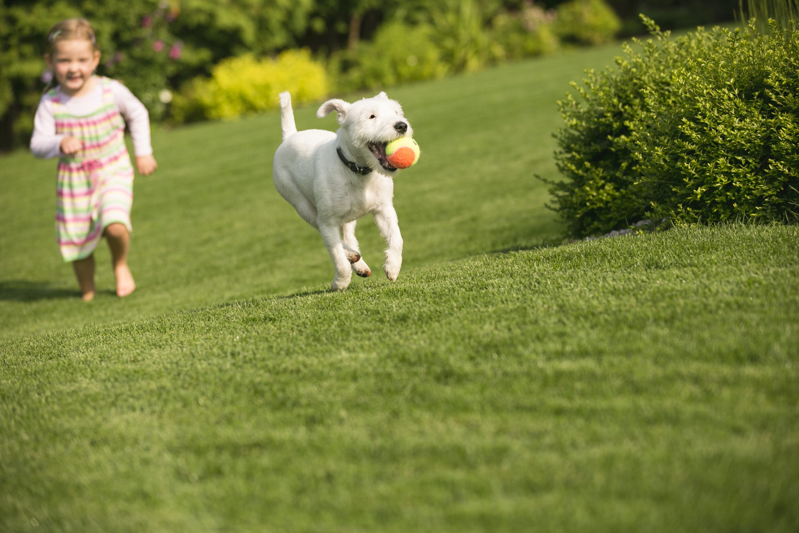 Young girl with dog playing in garden concept: artificial turf synlawn in bend central Oregon