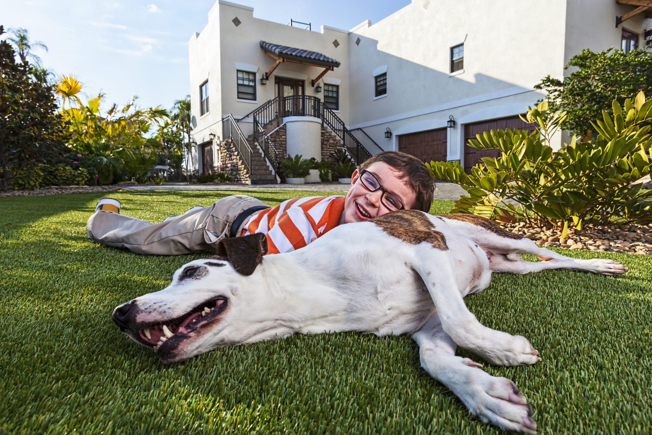 smiling five year old boy cuddles with big white dog in front of house on artificial synlawn turf with landscaping plants